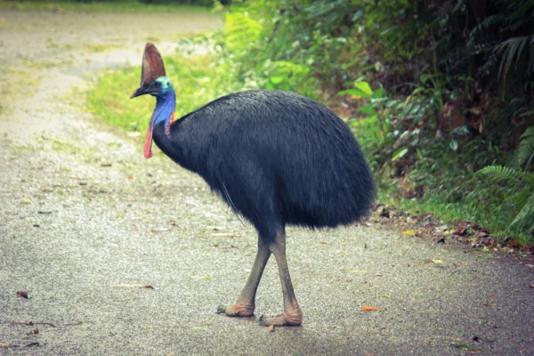 Southern cassowary at Daintree rainforest
