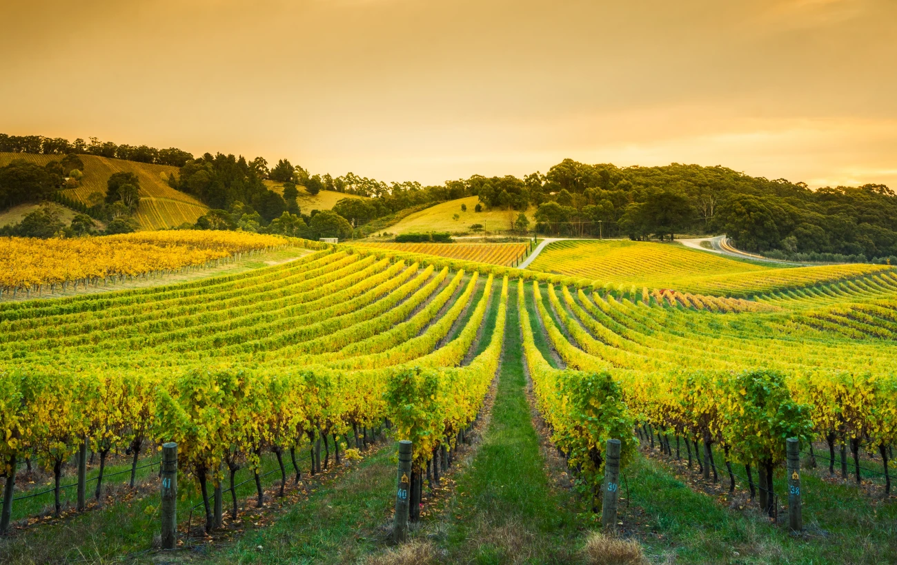 Beautiful vineyard in Barossa Valley near Adelaide Hills, Australia