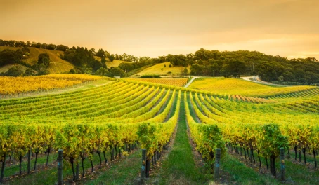 Beautiful vineyard in Barossa Valley near Adelaide Hills, Australia