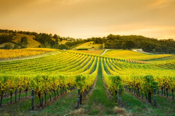 Beautiful vineyard in Barossa Valley near Adelaide Hills, Australia