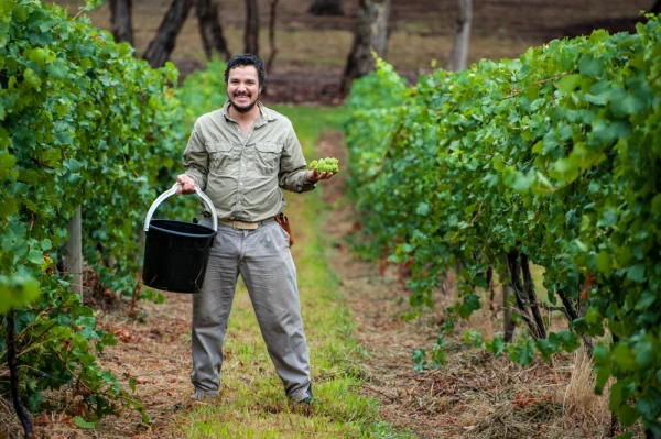 Winemaker and viticulturist harvesting Chardonnay grapes in South Australia
