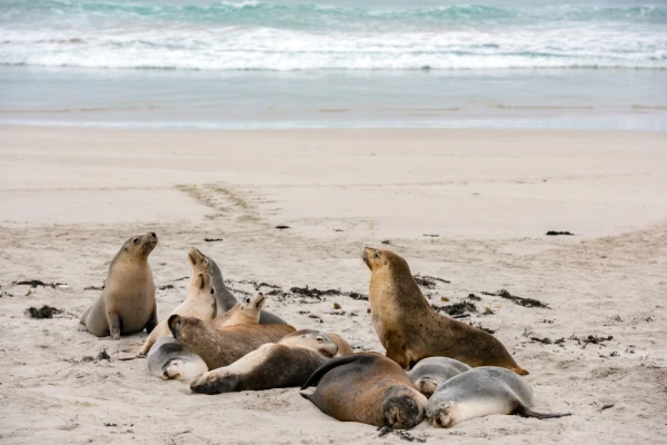 Australian sea lion in Kangaroo Island