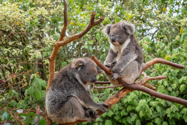 Koalas resting on tree branches in Kangaroo Island, Australia