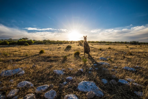 A curious kangaroo on Kangaroo Island, South Australia