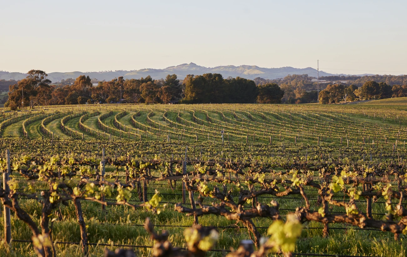 The view at The Louise in Barossa Valley Vineyard