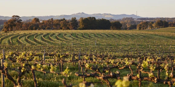 The view at The Louise in Barossa Valley Vineyard