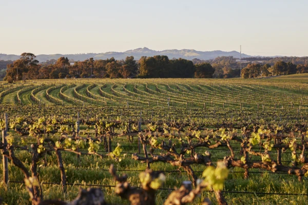 The view at The Louise in Barossa Valley Vineyard