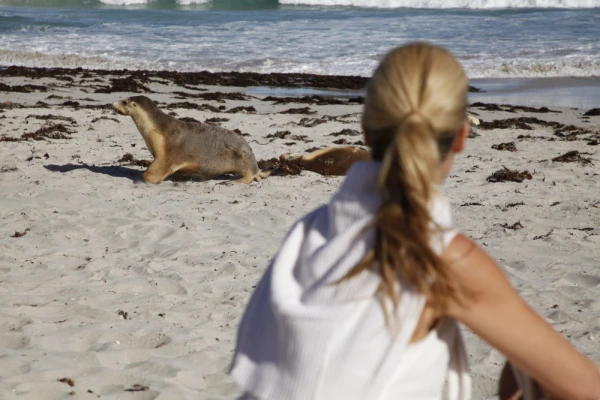 Seal Bay Safari Experience at Southern Ocean Lodge in Kangaroo Island