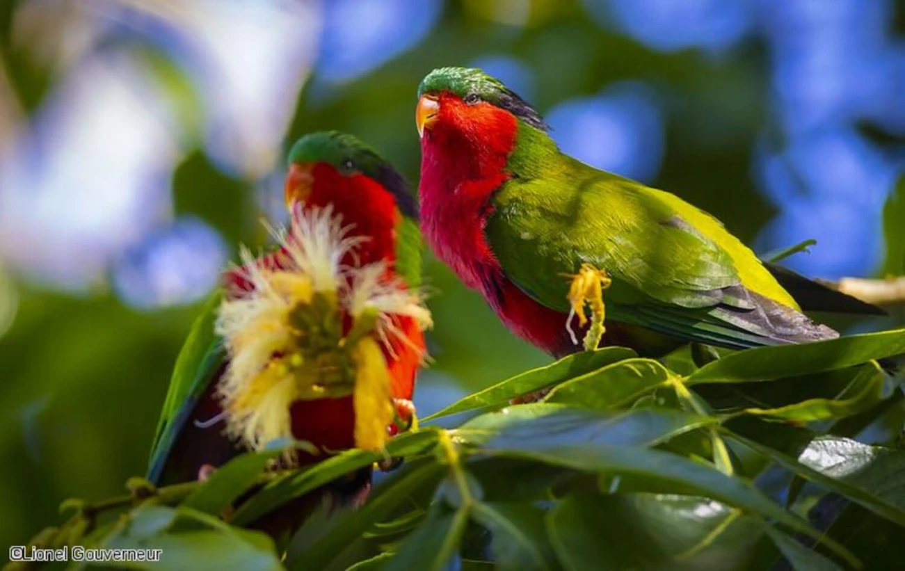 Spot endemic Lori de Kuhl birds feeding on vibrant foliage on the volcanic island of Rimatara