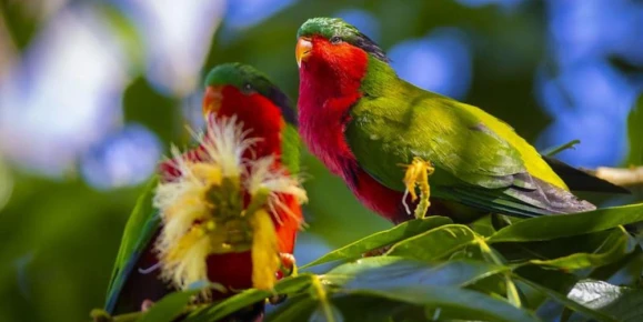 Spot endemic Lori de Kuhl birds feeding on vibrant foliage on the volcanic island of Rimatara