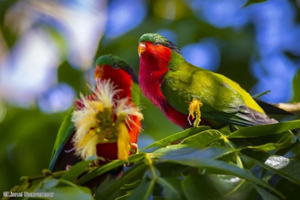 Spot endemic Lori de Kuhl birds feeding on vibrant foliage on the volcanic island of Rimatara
