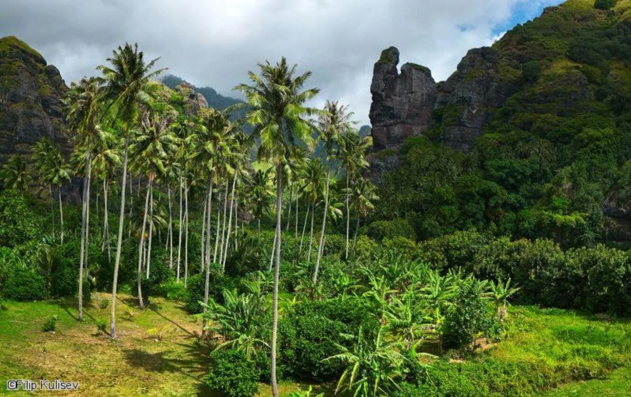 Lush green tropical valley on Ua Huka island featuring towering palm trees and rugged volcanic rock formations
