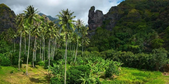 Lush green tropical valley on Ua Huka island featuring towering palm trees and rugged volcanic rock formations