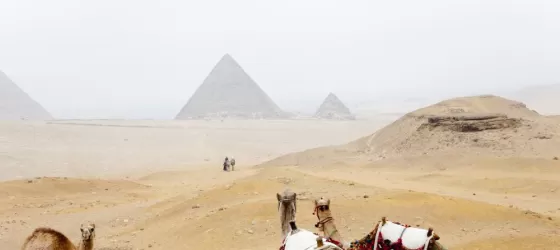 A group of camels rests in front of the Giza pyramids