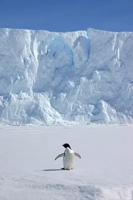 A lone Gentoo dwarfed by a monstrous iceberg
