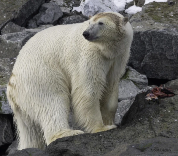 A polar bear standing on rocky terrain beside its food in the Arctic.