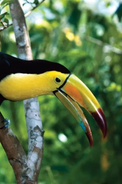 Toucan resting in the tree