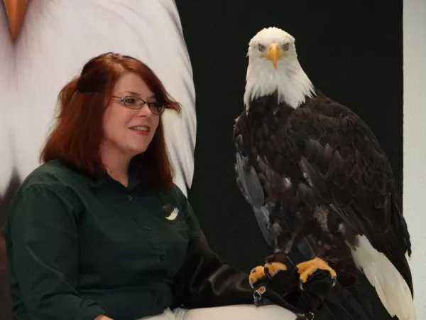 Bald eagle that was restored to health at the Raptor Center