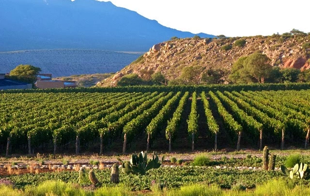 A Mendoza vineyard