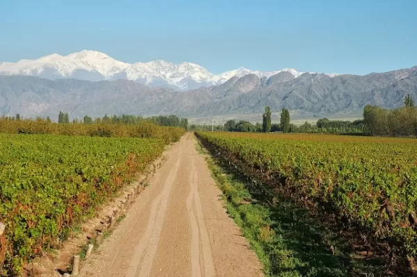 Driving amongst the expansive vineyards around Mendoza