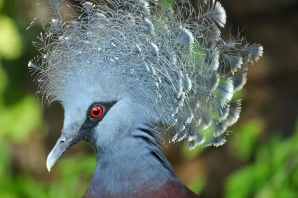 A Victoria Crowned Pigeon.