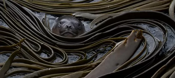 Sea lion nestled in the seaweed.