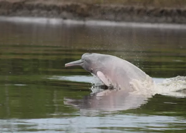 A pink river dolphin of the Amazon 