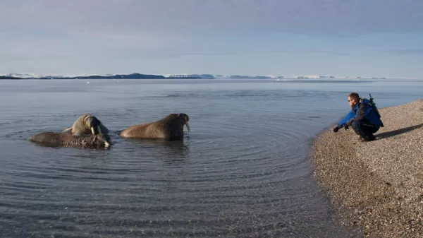 Traveler walrus watching from the shore.