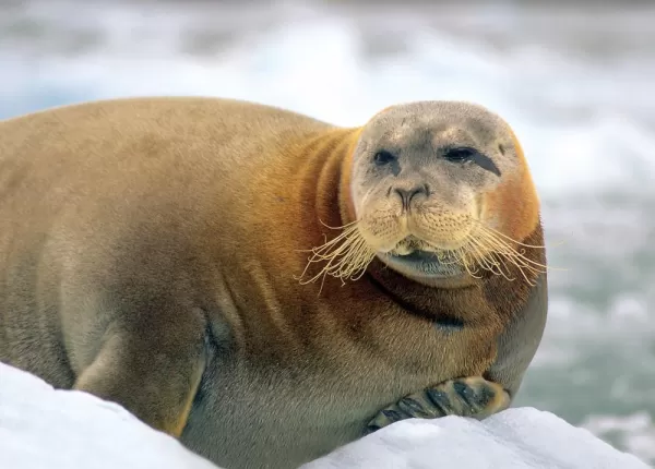 Sea lion in the arctic.