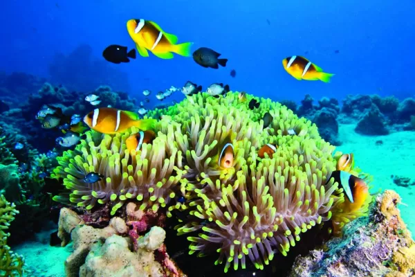 Snorkel the tropical reef as you sail the Asian Pacific