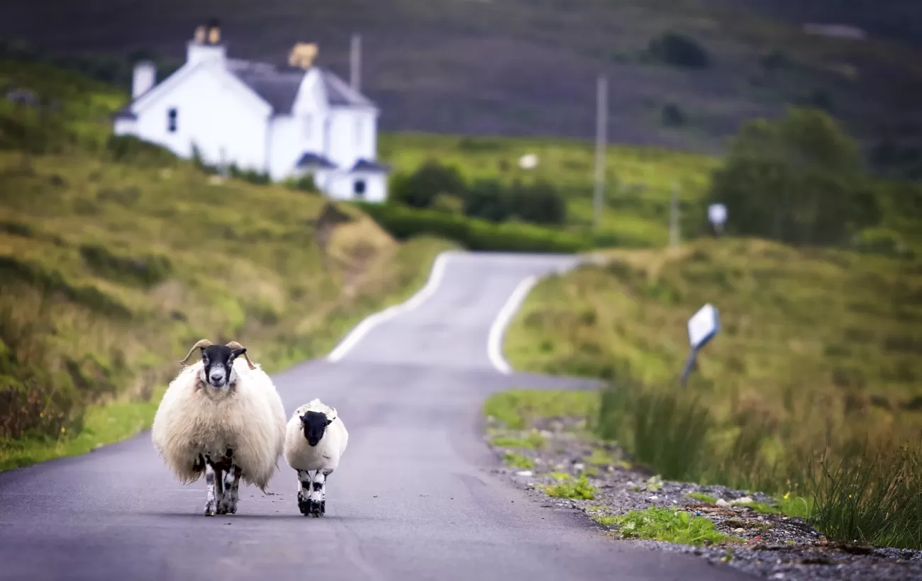 Sheep walking on the road in the countryside.