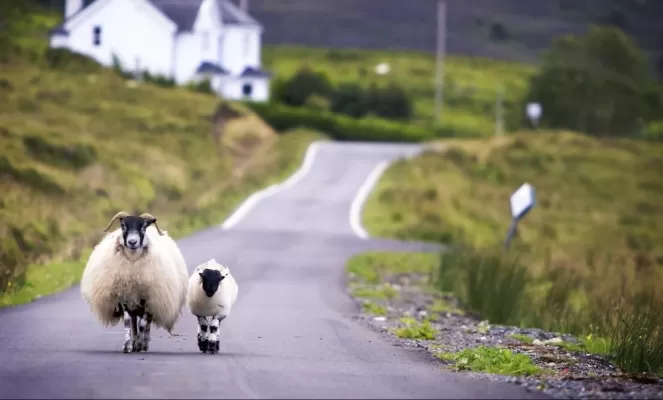 Sheep walking on the road in the British countryside.