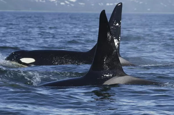 Killer whales in Alaska.