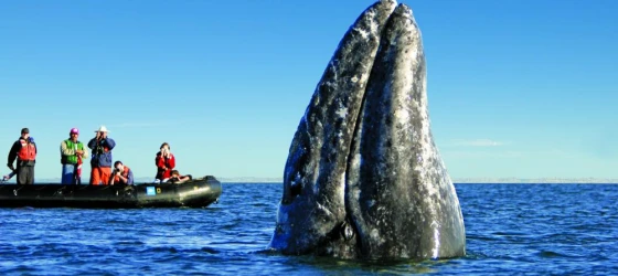 The incredible California Gray Whale emerges from the water.