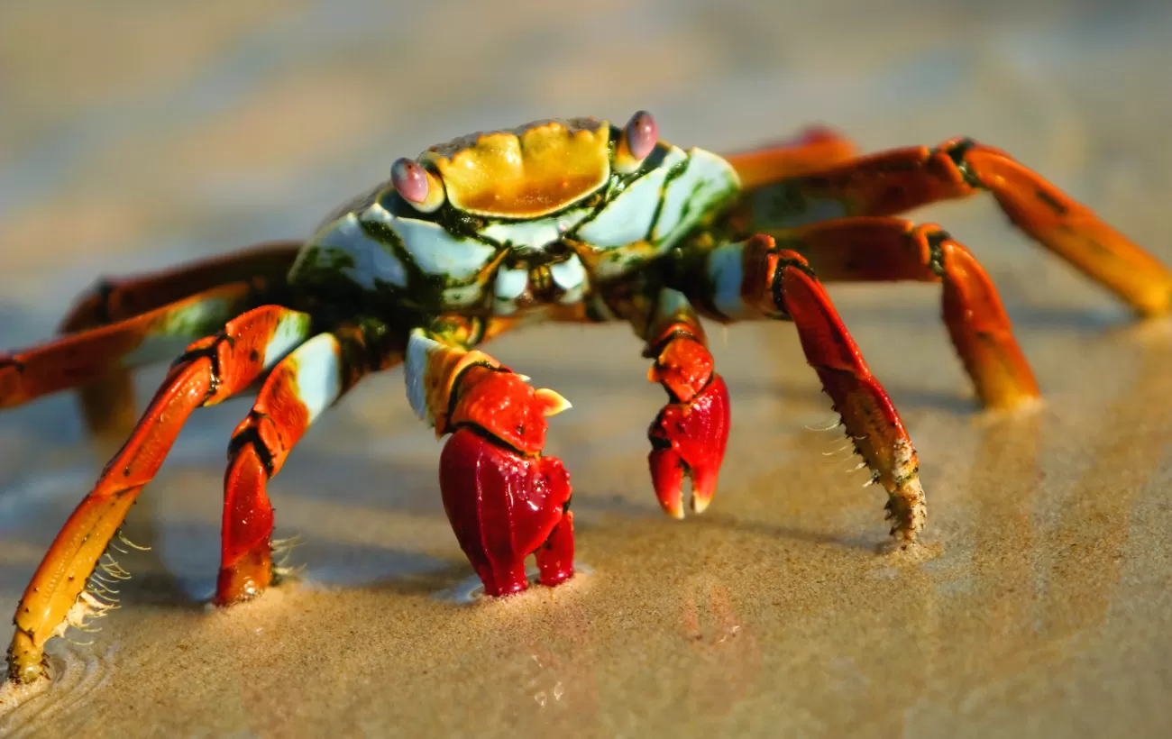A close up look of the Sally Lightfoot Crab.