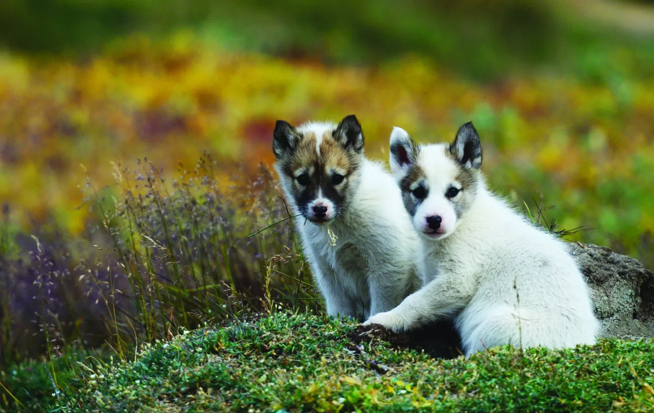 Pups hang out in the arctic tundra.