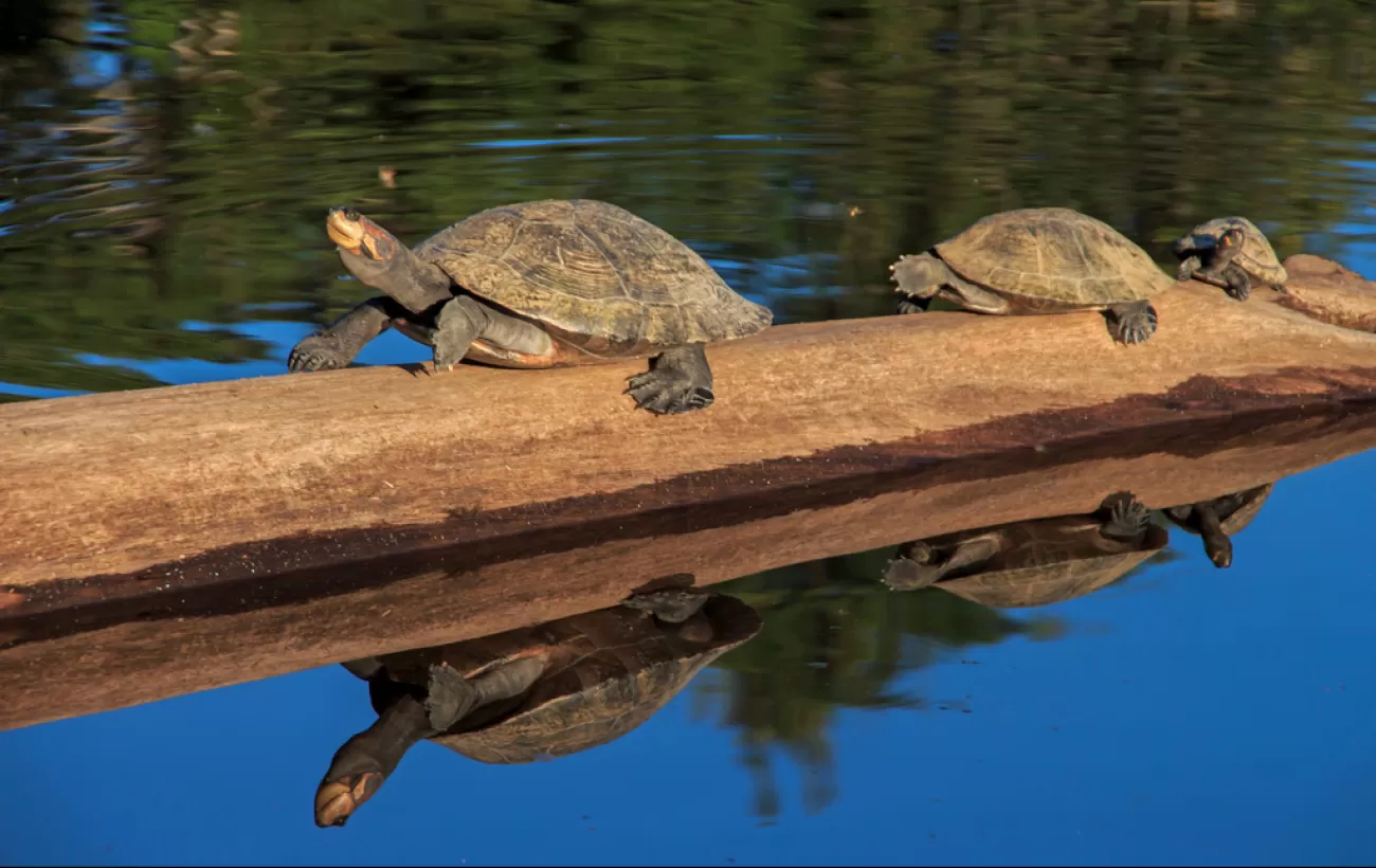 Three turtles hitch a ride on a log down the river.