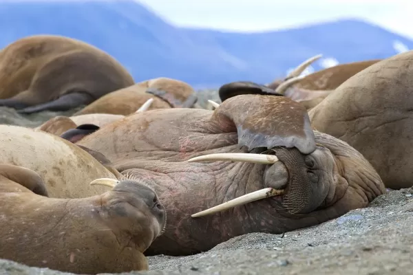 A group of walrus relaxing on the beach.