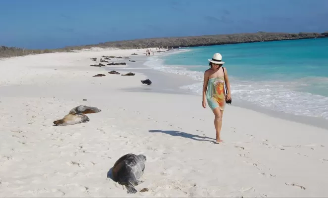 A woman walking on a white sandy beach spotted with sleeping seals.