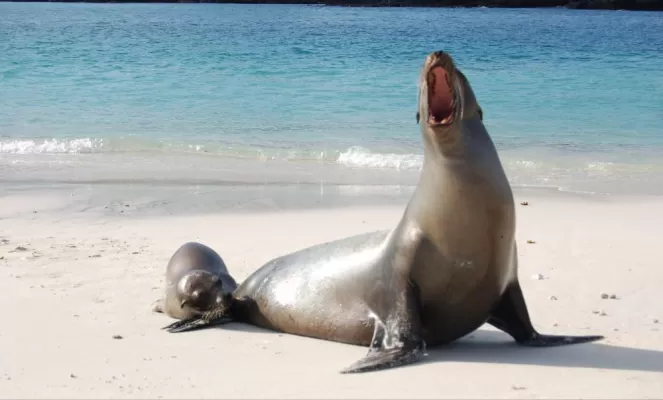 A seal and her pup hang out on the beach.
