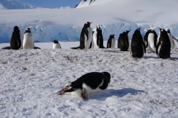 A young penguin dives in the snow