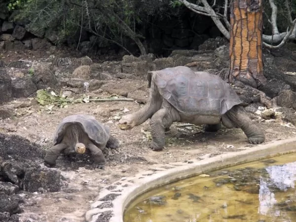 The late Lonesome George trying to be young again, Santa Cruz Island