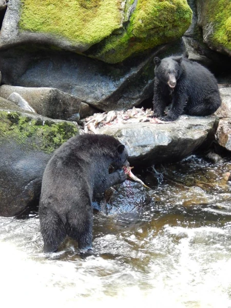 Alaskan bears feeding on salmon
