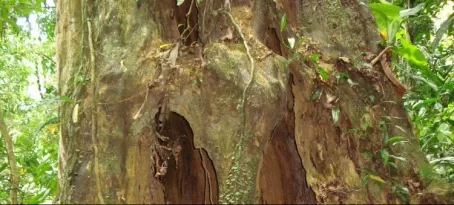 Marisa in tree in Costa Rica