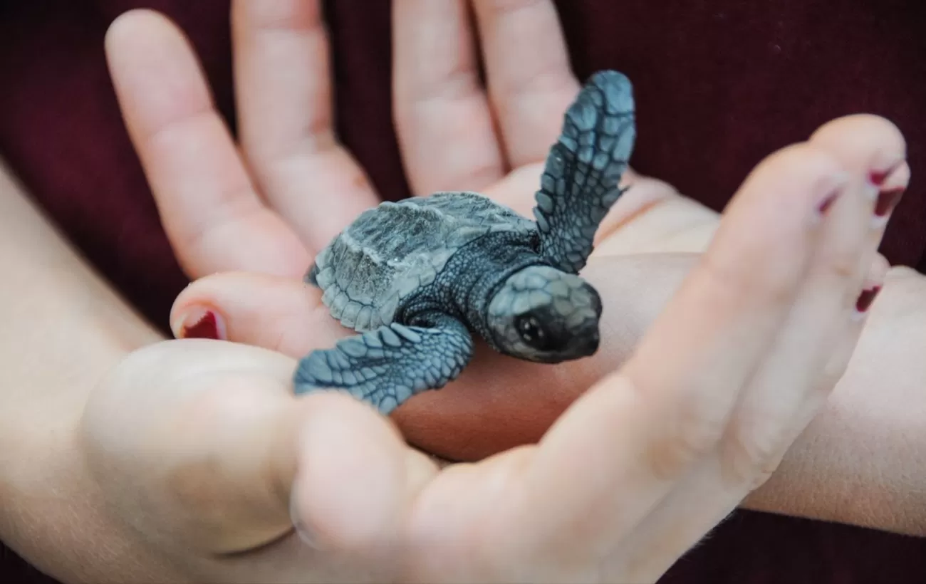 A person hold a little baby turtle in their hands.