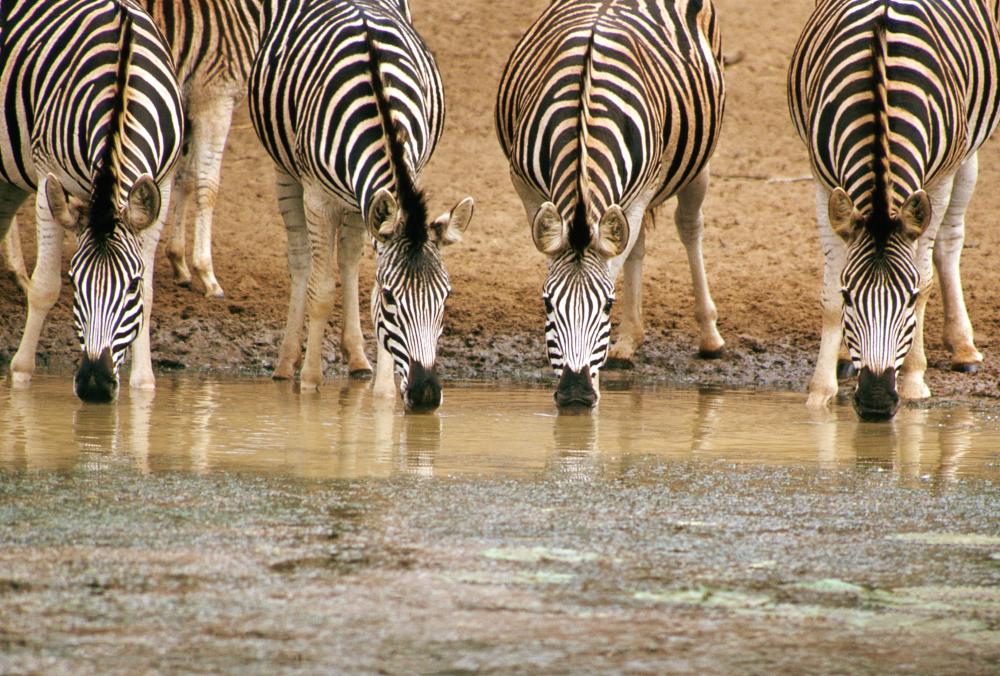 Mozambique tours - A 5-day tour Mozambique's exotic and unexploited ...