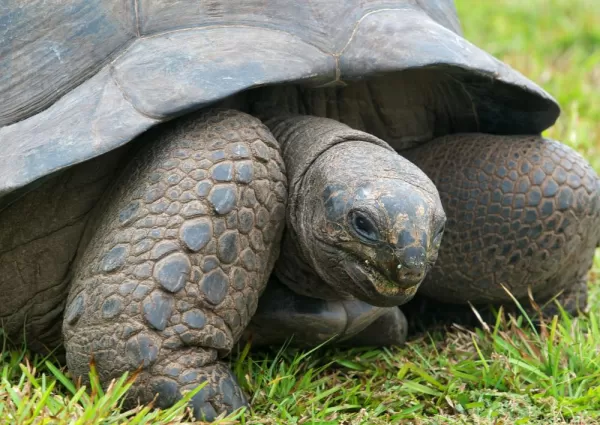 Giant tortoise of Aldabra