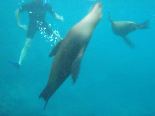 Frolicking with the sea lions underwater