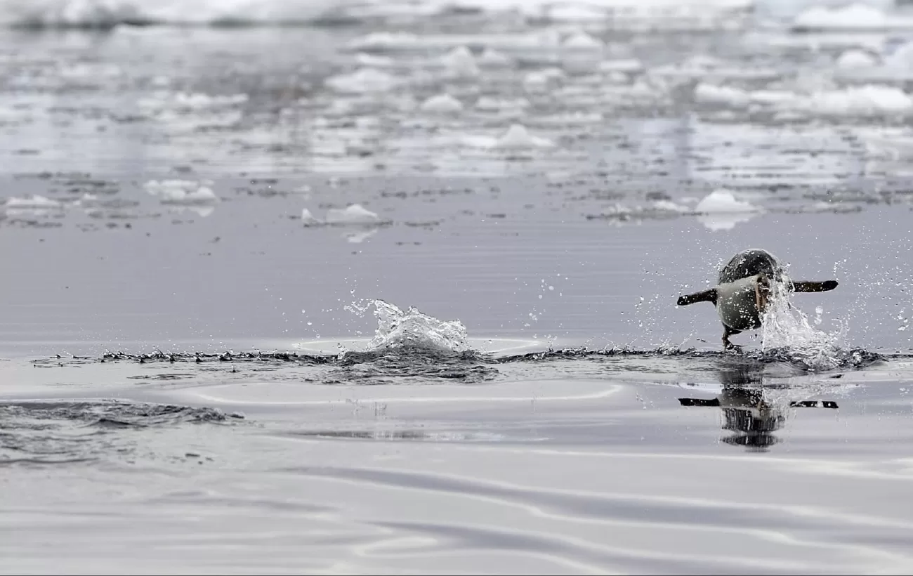 A penguin skims the surface of Antarctic waters