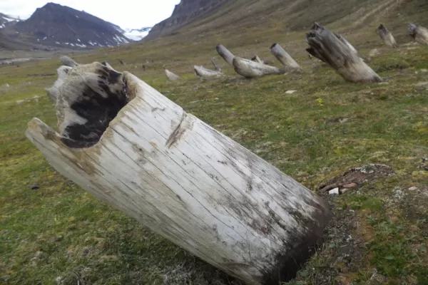Whale bones buried in the hills of Longyearbyen
